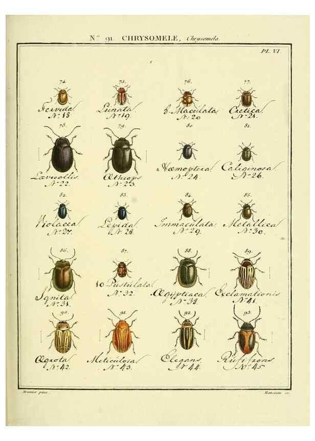 Reproducción/Reproduction 35025102514: Entomologie, ou, Histoire naturelle des insectes :. A Paris :De l'Imprimerie de Baudoin,1789-1808.