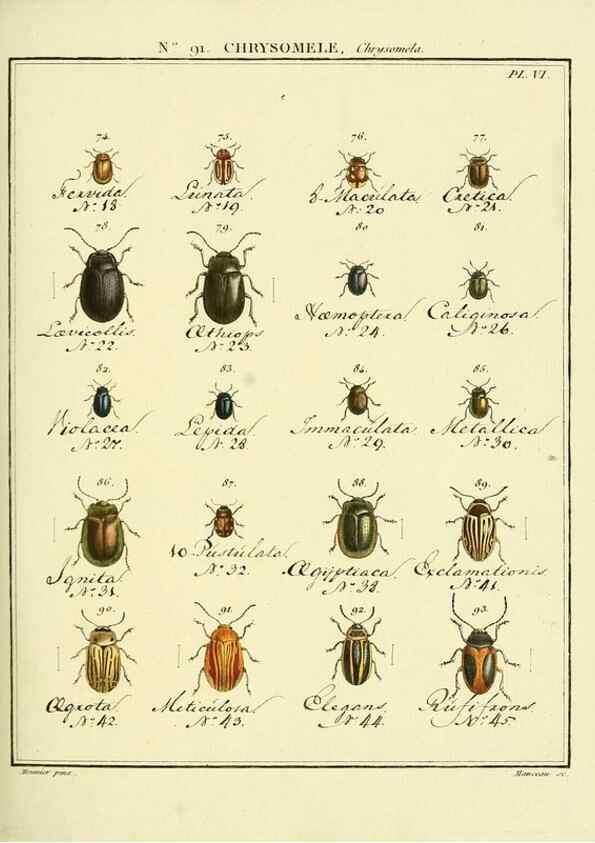 Reproducción/Reproduction 35025102514: Entomologie, ou, Histoire naturelle des insectes :. A Paris :De l'Imprimerie de Baudoin,1789-1808.