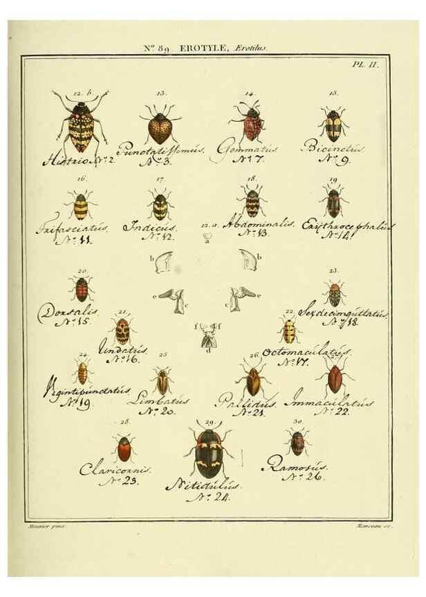 Reproducción/Reproduction 35864805125: Entomologie, ou, Histoire naturelle des insectes :. A Paris :De l'Imprimerie de Baudoin,1789-1808.