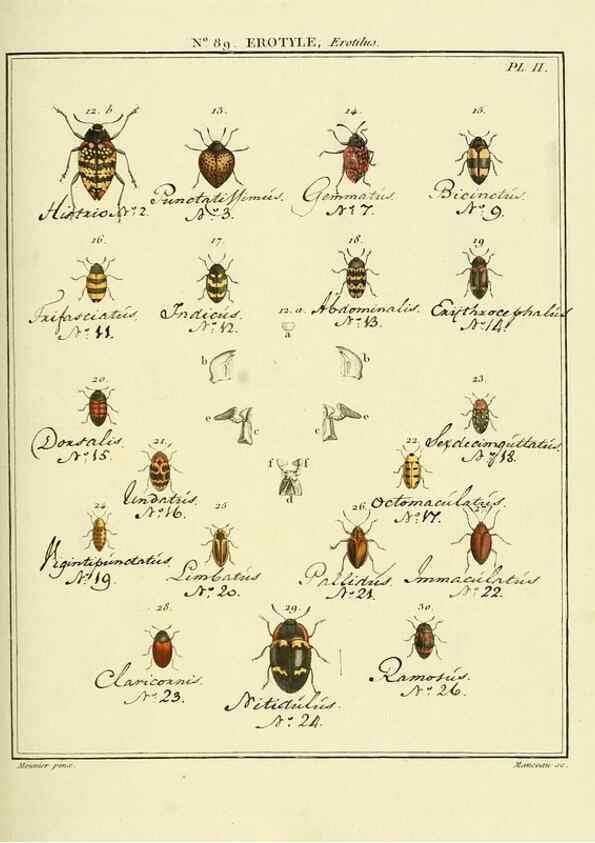 Reproducción/Reproduction 35864805125: Entomologie, ou, Histoire naturelle des insectes :. A Paris :De l'Imprimerie de Baudoin,1789-1808.