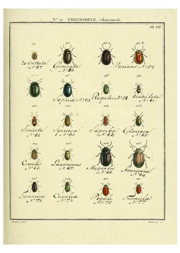 Reproducción/Reproduction 35824157226: Entomologie, ou, Histoire naturelle des insectes :. A Paris :De l'Imprimerie de Baudoin,1789-1808.