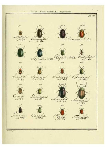 Reproducción/Reproduction 35824157226: Entomologie, ou, Histoire naturelle des insectes :. A Paris :De l'Imprimerie de Baudoin,1789-1808.