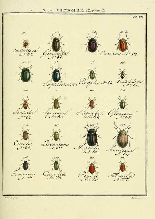 Reproducción/Reproduction 35824157226: Entomologie, ou, Histoire naturelle des insectes :. A Paris :De l'Imprimerie de Baudoin,1789-1808.