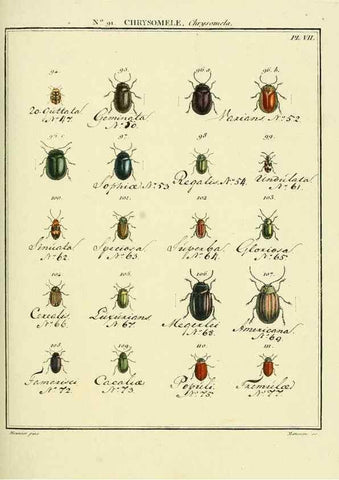 Reproducción/Reproduction 35824157226: Entomologie, ou, Histoire naturelle des insectes :. A Paris :De l'Imprimerie de Baudoin,1789-1808.