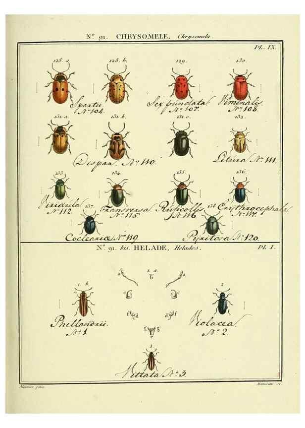Reproducción/Reproduction 35824159856: Entomologie, ou, Histoire naturelle des insectes :. A Paris :De l'Imprimerie de Baudoin,1789-1808.