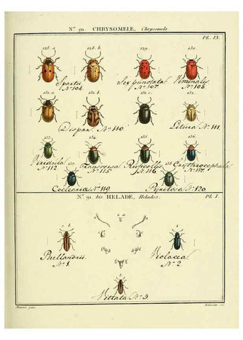 Reproducción/Reproduction 35824159856: Entomologie, ou, Histoire naturelle des insectes :. A Paris :De l'Imprimerie de Baudoin,1789-1808.