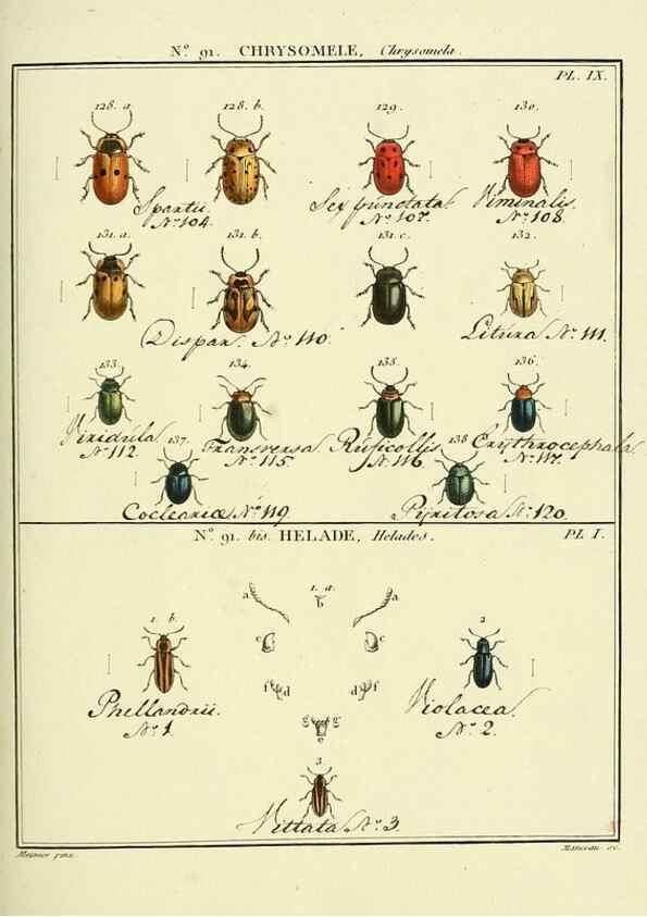Reproducción/Reproduction 35824159856: Entomologie, ou, Histoire naturelle des insectes :. A Paris :De l'Imprimerie de Baudoin,1789-1808.