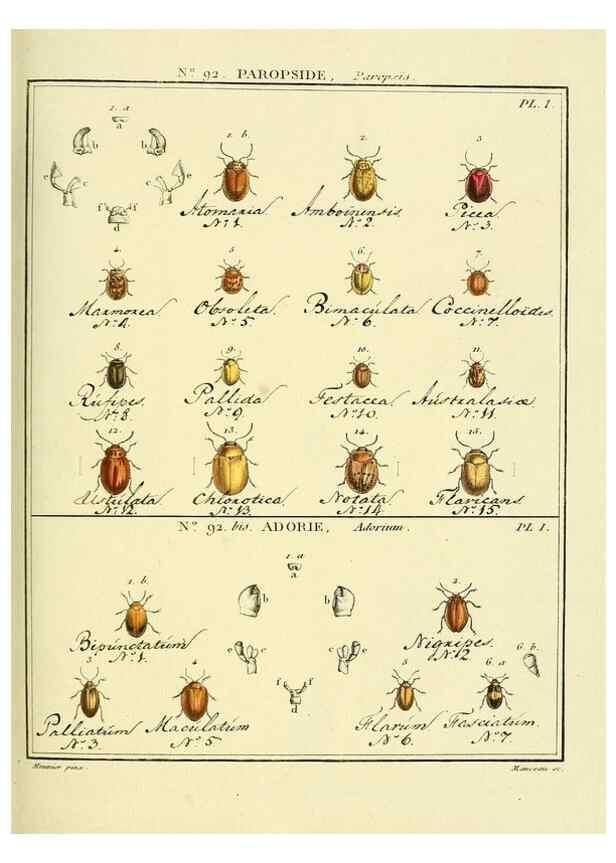 Reproducción/Reproduction 35824160936: Entomologie, ou, Histoire naturelle des insectes :. A Paris :De l'Imprimerie de Baudoin,1789-1808.