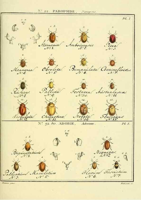 Reproducción/Reproduction 35824160936: Entomologie, ou, Histoire naturelle des insectes :. A Paris :De l'Imprimerie de Baudoin,1789-1808.
