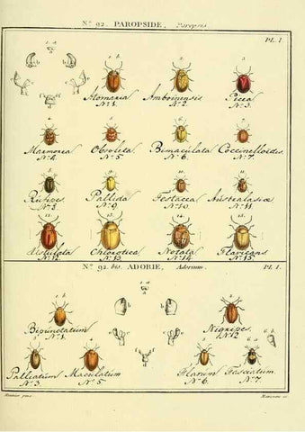 Reproducción/Reproduction 35824160936: Entomologie, ou, Histoire naturelle des insectes :. A Paris :De l'Imprimerie de Baudoin,1789-1808.