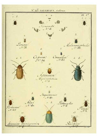 Reproducción/Reproduction 35824162976: Entomologie, ou, Histoire naturelle des insectes :. A Paris :De l'Imprimerie de Baudoin,1789-1808.