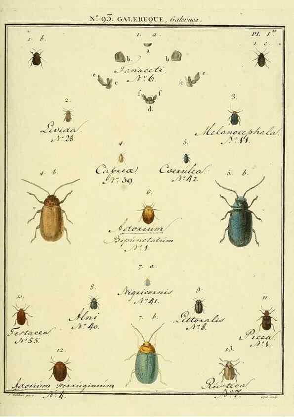 Reproducción/Reproduction 35824162976: Entomologie, ou, Histoire naturelle des insectes :. A Paris :De l'Imprimerie de Baudoin,1789-1808.