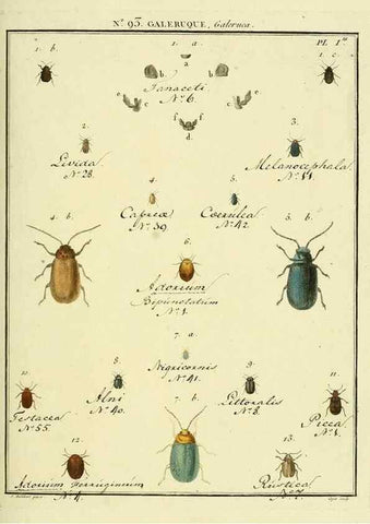 Reproducción/Reproduction 35824162976: Entomologie, ou, Histoire naturelle des insectes :. A Paris :De l'Imprimerie de Baudoin,1789-1808.