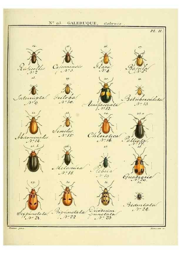 Reproducción/Reproduction 35824165296: Entomologie, ou, Histoire naturelle des insectes :. A Paris :De l'Imprimerie de Baudoin,1789-1808.