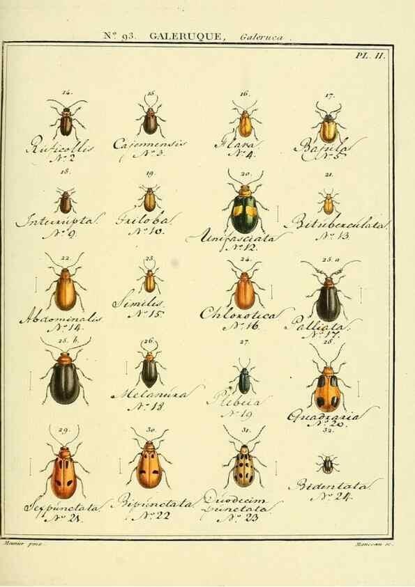 Reproducción/Reproduction 35824165296: Entomologie, ou, Histoire naturelle des insectes :. A Paris :De l'Imprimerie de Baudoin,1789-1808.