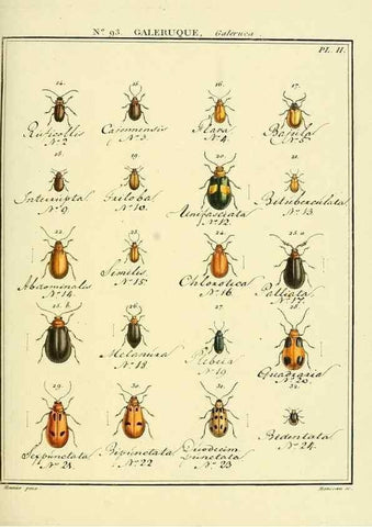 Reproducción/Reproduction 35824165296: Entomologie, ou, Histoire naturelle des insectes :. A Paris :De l'Imprimerie de Baudoin,1789-1808.