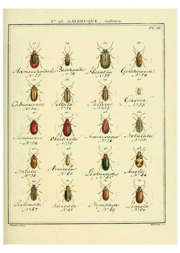 Reproducción/Reproduction 35824167566: Entomologie, ou, Histoire naturelle des insectes :. A Paris :De l'Imprimerie de Baudoin,1789-1808.