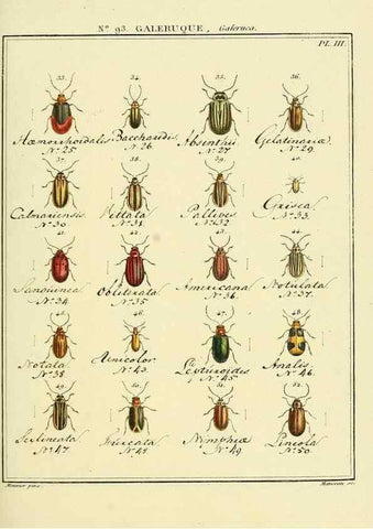 Reproducción/Reproduction 35824167566: Entomologie, ou, Histoire naturelle des insectes :. A Paris :De l'Imprimerie de Baudoin,1789-1808.