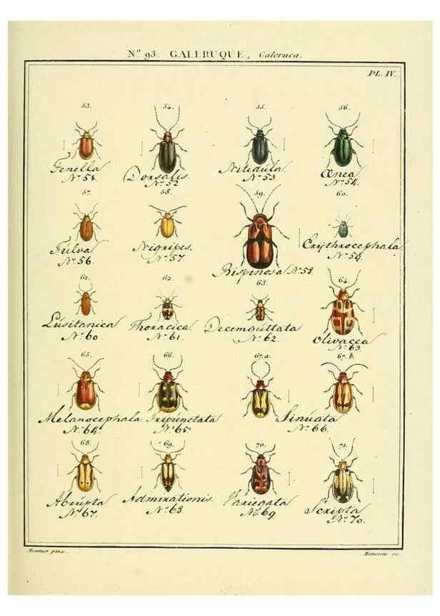 Reproducción/Reproduction 35824169956: Entomologie, ou, Histoire naturelle des insectes :. A Paris :De l'Imprimerie de Baudoin,1789-1808.