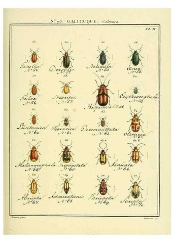 Reproducción/Reproduction 35824169956: Entomologie, ou, Histoire naturelle des insectes :. A Paris :De l'Imprimerie de Baudoin,1789-1808.