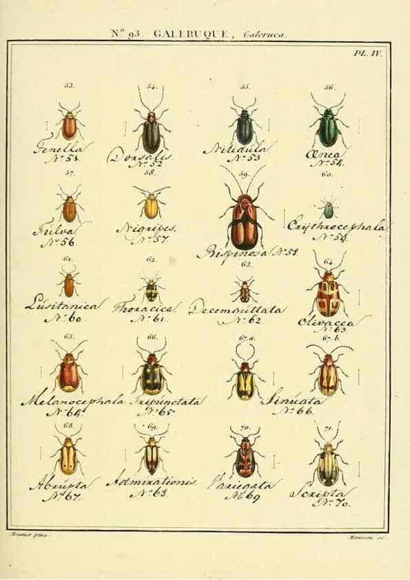 Reproducción/Reproduction 35824169956: Entomologie, ou, Histoire naturelle des insectes :. A Paris :De l'Imprimerie de Baudoin,1789-1808.