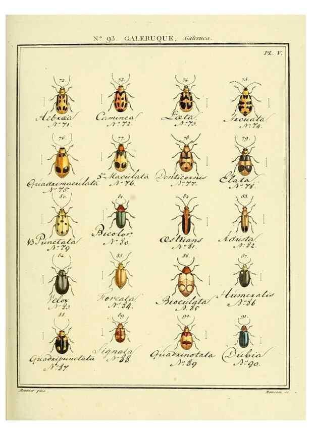 Reproducción/Reproduction 35824171696: Entomologie, ou, Histoire naturelle des insectes :. A Paris :De l'Imprimerie de Baudoin,1789-1808.