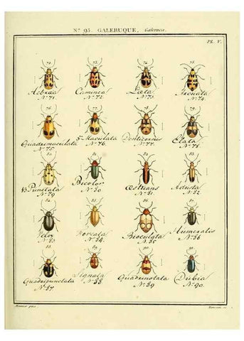 Reproducción/Reproduction 35824171696: Entomologie, ou, Histoire naturelle des insectes :. A Paris :De l'Imprimerie de Baudoin,1789-1808.