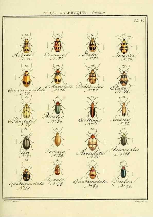 Reproducción/Reproduction 35824171696: Entomologie, ou, Histoire naturelle des insectes :. A Paris :De l'Imprimerie de Baudoin,1789-1808.