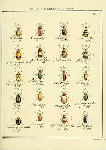 Reproducción/Reproduction 35824171696: Entomologie, ou, Histoire naturelle des insectes :. A Paris :De l'Imprimerie de Baudoin,1789-1808.