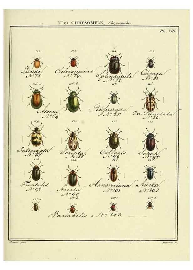 Reproducción/Reproduction 35824158596: Entomologie, ou, Histoire naturelle des insectes :. A Paris :De l'Imprimerie de Baudoin,1789-1808.