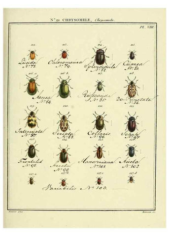 Reproducción/Reproduction 35824158596: Entomologie, ou, Histoire naturelle des insectes :. A Paris :De l'Imprimerie de Baudoin,1789-1808.