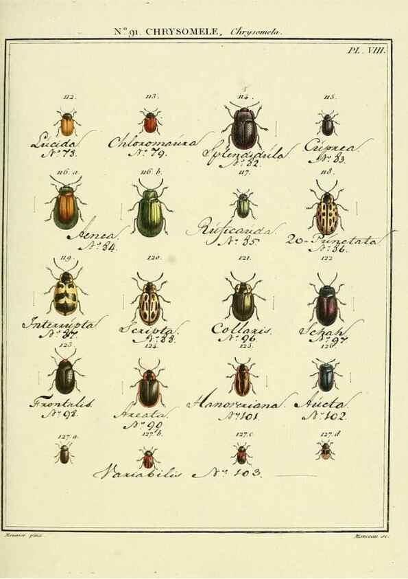 Reproducción/Reproduction 35824158596: Entomologie, ou, Histoire naturelle des insectes :. A Paris :De l'Imprimerie de Baudoin,1789-1808.