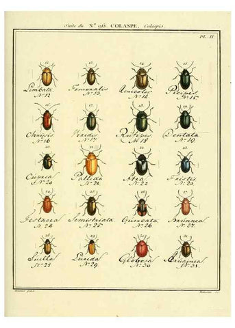 Reproducción/Reproduction 35025154544: Entomologie, ou, Histoire naturelle des insectes :. A Paris :De l'Imprimerie de Baudoin,1789-1808.