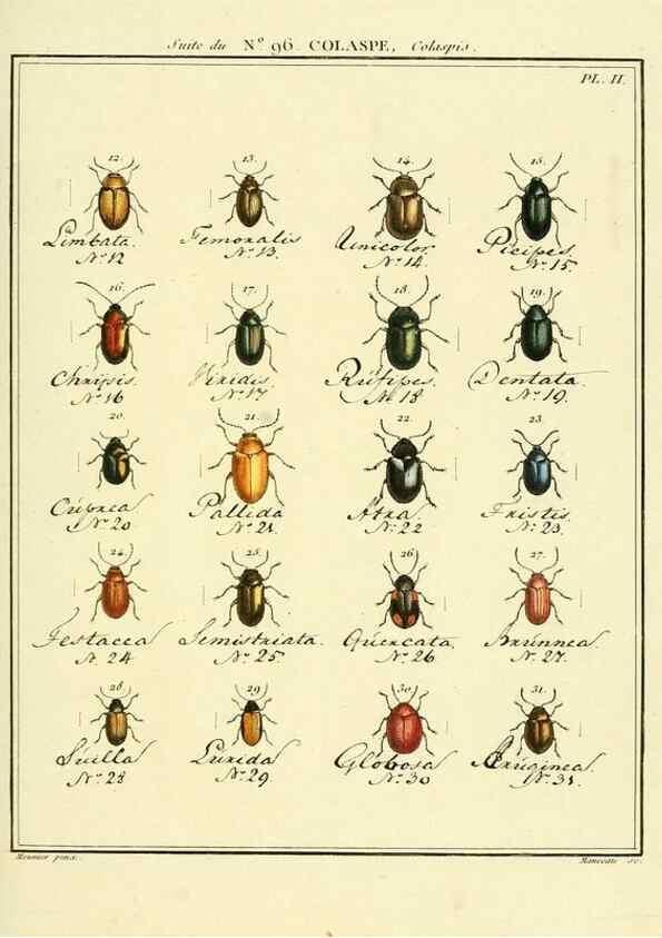 Reproducción/Reproduction 35025154544: Entomologie, ou, Histoire naturelle des insectes :. A Paris :De l'Imprimerie de Baudoin,1789-1808.
