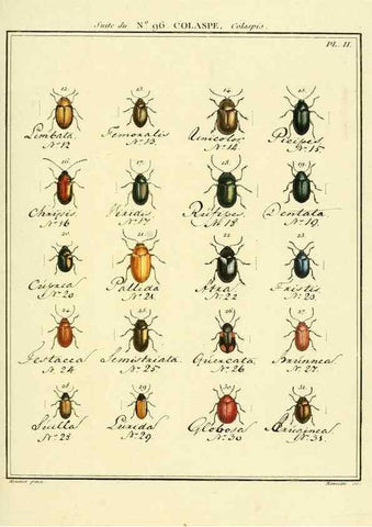 Reproducción/Reproduction 35025154544: Entomologie, ou, Histoire naturelle des insectes :. A Paris :De l'Imprimerie de Baudoin,1789-1808.