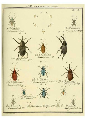 Reproducción/Reproduction 35824086006: Entomologie, ou, Histoire naturelle des insectes :. A Paris :De l'Imprimerie de Baudoin,1789-1808.