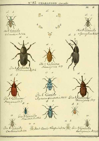 Reproducción/Reproduction 35824086006: Entomologie, ou, Histoire naturelle des insectes :. A Paris :De l'Imprimerie de Baudoin,1789-1808.