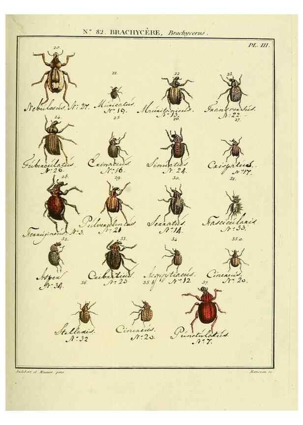Reproducción/Reproduction 35864749295: Entomologie, ou, Histoire naturelle des insectes :. A Paris :De l'Imprimerie de Baudoin,1789-1808.