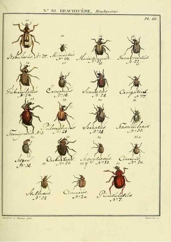 Reproducción/Reproduction 35864749295: Entomologie, ou, Histoire naturelle des insectes :. A Paris :De l'Imprimerie de Baudoin,1789-1808.