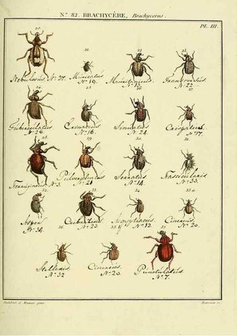 Reproducción/Reproduction 35864749295: Entomologie, ou, Histoire naturelle des insectes :. A Paris :De l'Imprimerie de Baudoin,1789-1808.