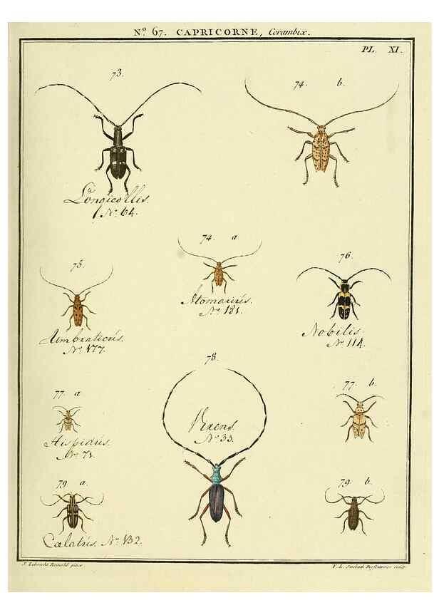 Reproducción/Reproduction 35695336942: Entomologie, ou, Histoire naturelle des insectes :. A Paris :De l'Imprimerie de Baudoin,1789-1808.
