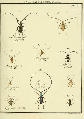 Reproducción/Reproduction 35695336942: Entomologie, ou, Histoire naturelle des insectes :. A Paris :De l'Imprimerie de Baudoin,1789-1808.