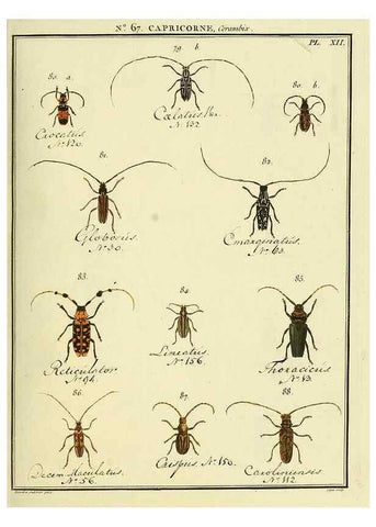 Reproducción/Reproduction 35695338702: Entomologie, ou, Histoire naturelle des insectes :. A Paris :De l'Imprimerie de Baudoin,1789-1808.