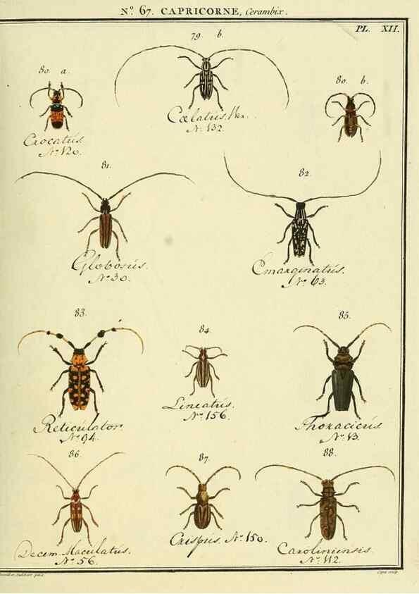 Reproducción/Reproduction 35695338702: Entomologie, ou, Histoire naturelle des insectes :. A Paris :De l'Imprimerie de Baudoin,1789-1808.