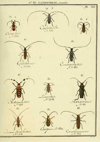 Reproducción/Reproduction 35695338702: Entomologie, ou, Histoire naturelle des insectes :. A Paris :De l'Imprimerie de Baudoin,1789-1808.