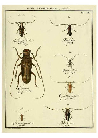 Reproducción/Reproduction 35695340322: Entomologie, ou, Histoire naturelle des insectes :. A Paris :De l'Imprimerie de Baudoin,1789-1808.