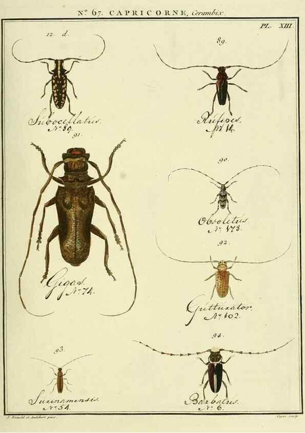 Reproducción/Reproduction 35695340322: Entomologie, ou, Histoire naturelle des insectes :. A Paris :De l'Imprimerie de Baudoin,1789-1808.