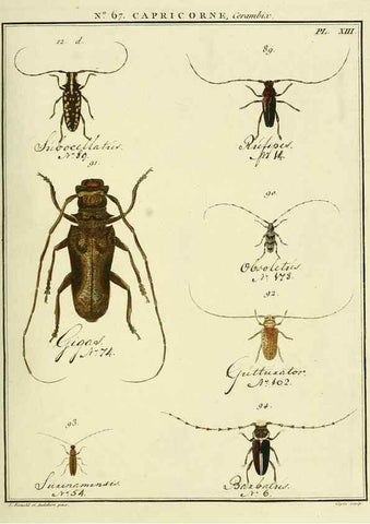 Reproducción/Reproduction 35695340322: Entomologie, ou, Histoire naturelle des insectes :. A Paris :De l'Imprimerie de Baudoin,1789-1808.