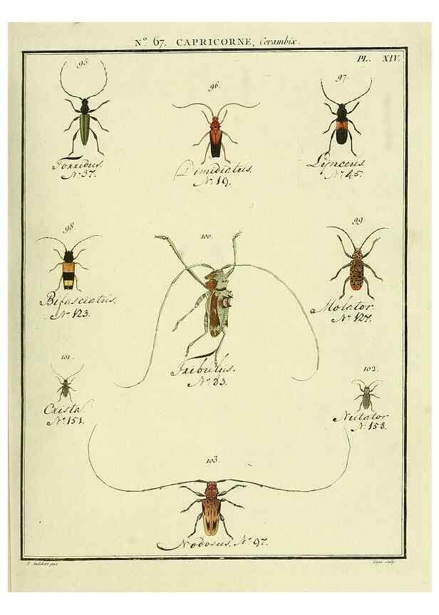 Reproducción/Reproduction 35695342022: Entomologie, ou, Histoire naturelle des insectes :. A Paris :De l'Imprimerie de Baudoin,1789-1808.