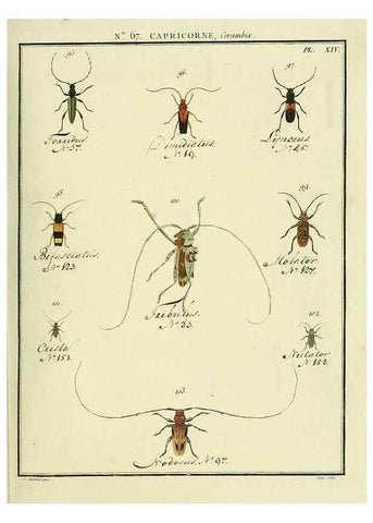 Reproducción/Reproduction 35695342022: Entomologie, ou, Histoire naturelle des insectes :. A Paris :De l'Imprimerie de Baudoin,1789-1808.